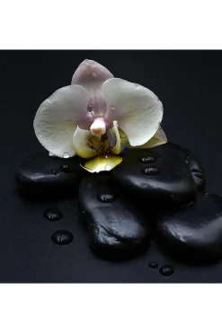 Candles & Diffusers|Candles*CAMPSIE Candles Dark Orchid Wax Melt Duo White