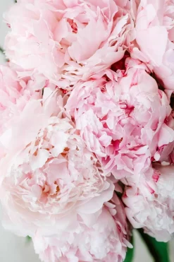 Candles & Diffusers|Candles*CAMPSIE Candles Peony Blossom Wax Melt Duo White